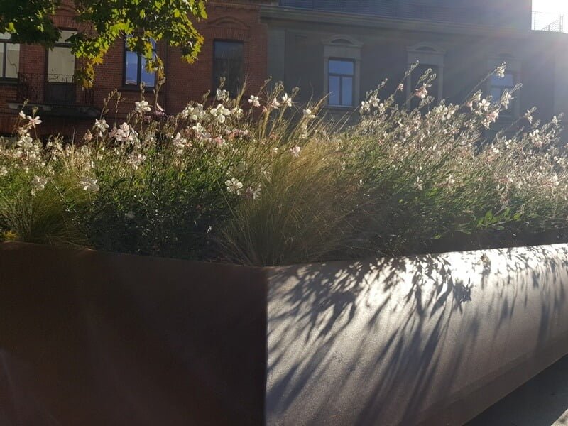 Short plants do not make up for the mass of the beds