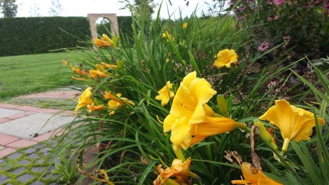 Soltra Yellow Wheelbarrow