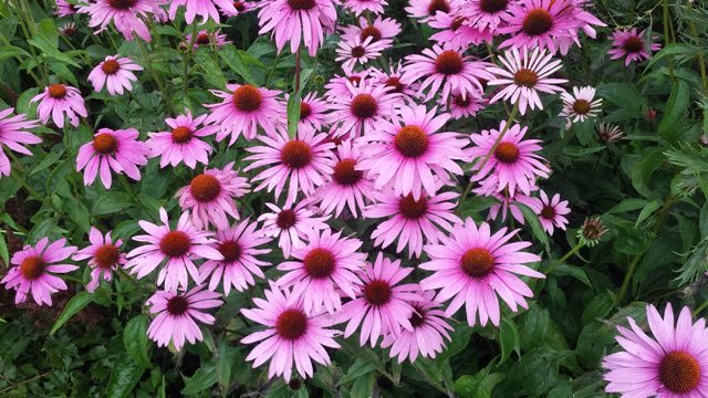 Soltra Yellow Wheelbarrow