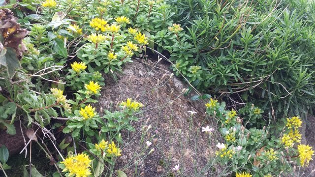 Soltra Yellow Wheelbarrow