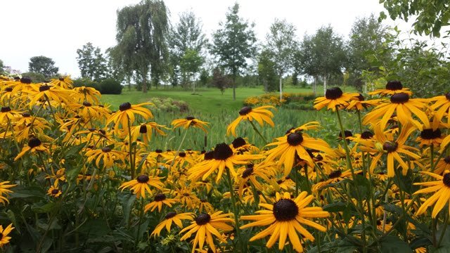 Soltra Yellow Wheelbarrow