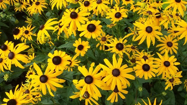 Soltra Yellow Wheelbarrow