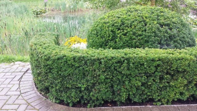 Soltra Yellow Wheelbarrow