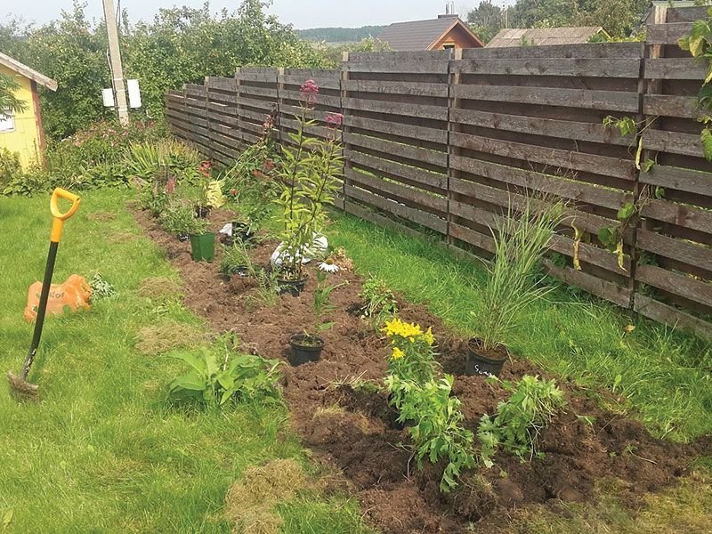 Before there was a clear plan for the land, Egidija planted the plants in the paddocks. photo Egidija Barauskienė