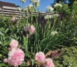 The transformation of the garden after the “La Carriola Gialla” route: the story of Egidia