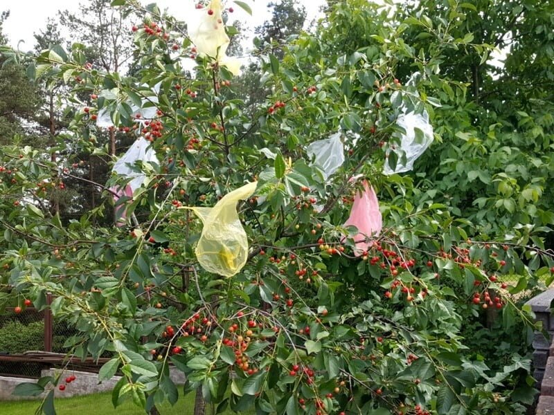 Polyethylene bags can protect your berry crop from birds. author of the photo L. Lubertaitė