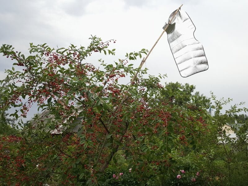 One of the means of repelling birds is reflective surfaces. author of the photo L. Lubertaitė