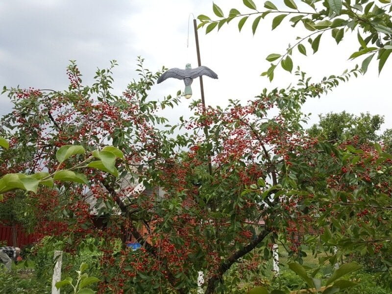 Even a fake eagle in a tree can help repel birds. author of the photo L. Lubertaitė.