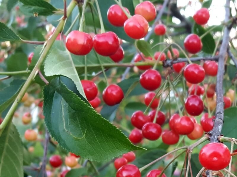 Flocking birds only drop berries for a certain period of time, so everything is temporary. author of the photo L. Lubertaitė.