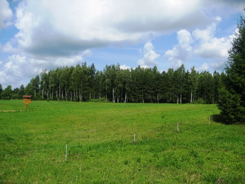 Lawn at home: how to make it beautiful, but not spend all your savings? photo L. Liubertaitė