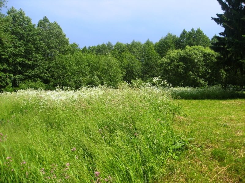 If the land is flat, mow it very often. photo L. Liubertaitė