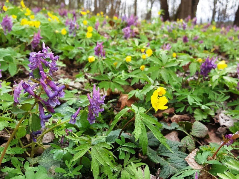 An alternative to the lawn and you don't need to mow it. Naturally formed on a slope. Photo by L. Liubertaitė