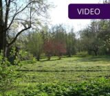 A beautiful lawn on a farm: how to create one without large investments