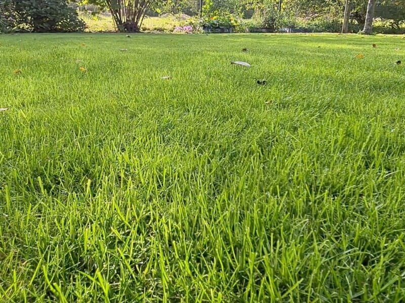 A perfect lawn requires a lot of maintenance. photo L. Lubertaitė