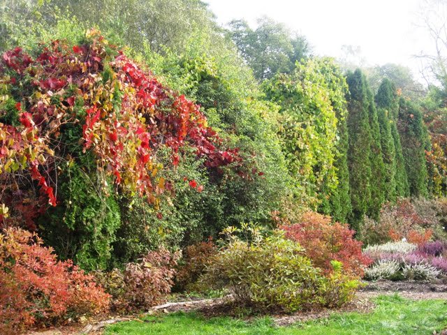 Soften the steep corners of a tall hedge