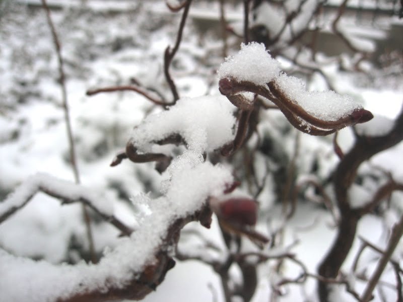 "Curly Hazelnut" not to be confused with other plants due to its twisted sculptural branches. photo L. Liubertaitė