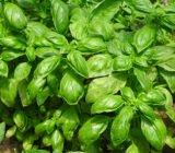Basil: how to grow it all year round