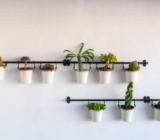 Composition of potted plants: ideas and inspirations