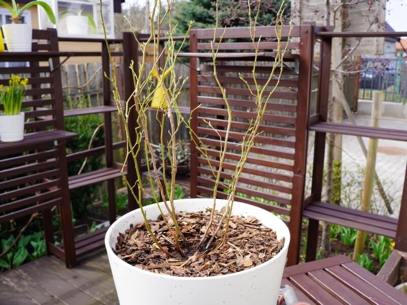 Gooseberries can grow and blend well in pots if you choose the right variety. photo Lina Lubertaitė