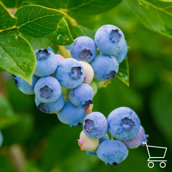 Blueberry seedlings