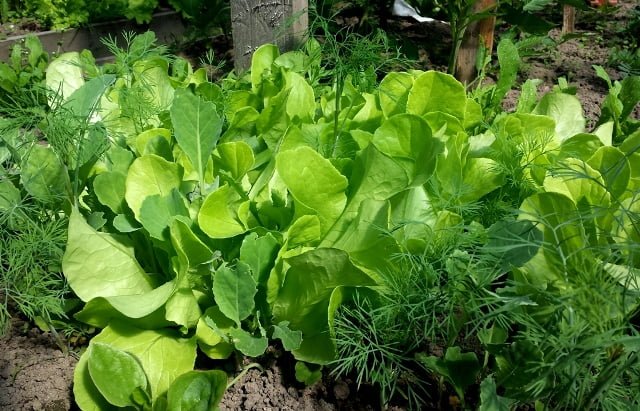 Green leafy vegetables