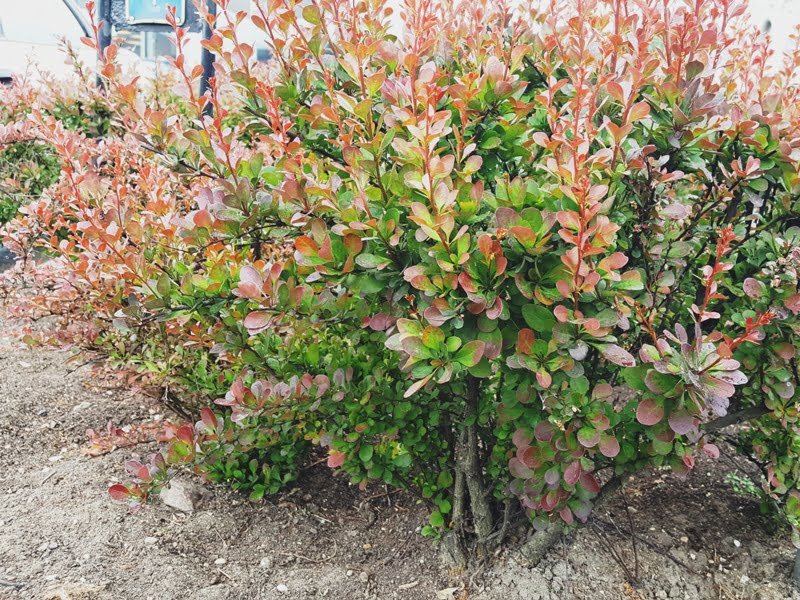View in Vilnius, northern city: decorative bushes grow without any cover, so constant weeding is necessary. Would cinema help in this case? photo L. Liubertaitė