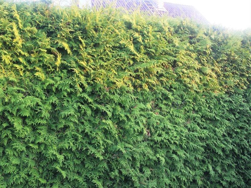 The more often you prune, the more beautiful, lush and shaped your thuja hedge will be. photo L. Lubertaitė