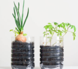 Growing plants in bottles: ideas and advice