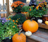 Halloween plant compositions: natural ideas for an autumn atmosphere