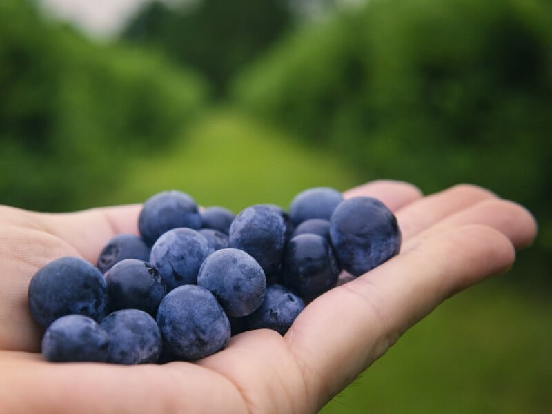 Ripe blueberries are one of the tastiest summer berries. photo Pixabay.com
