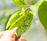 How to remove insects from plants: natural remedies