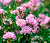 Introduction to roses! | DOES THE ROSE FRUIT?