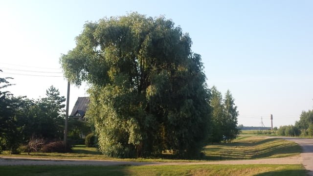 A large tree radically changes the landscape. Kupiškis, photo L. Liubertaitė