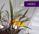 Ledburyias are elegant but undemanding indoor flowers