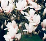 Magnolia, care guide | Magnolia: characteristics and origins