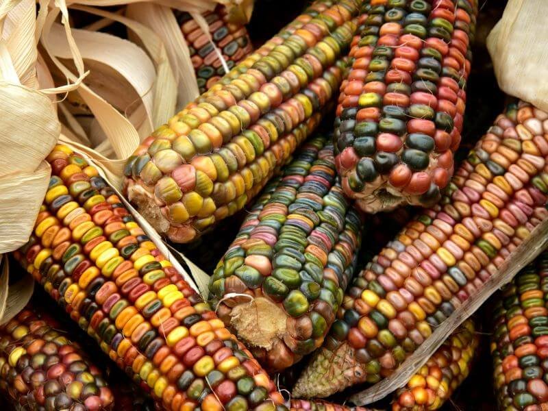 Mexican vegetables can also grow in a Lithuanian garden.