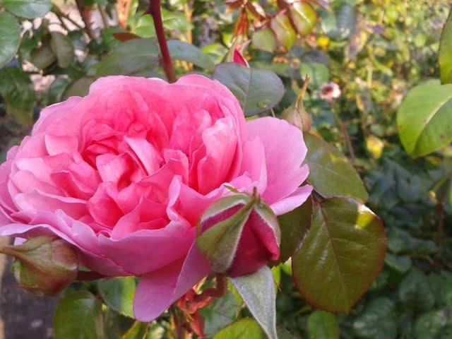 Rose Rodeni Rose Planting time