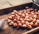 Preserving bulbs for the following year: here’s how to do it!