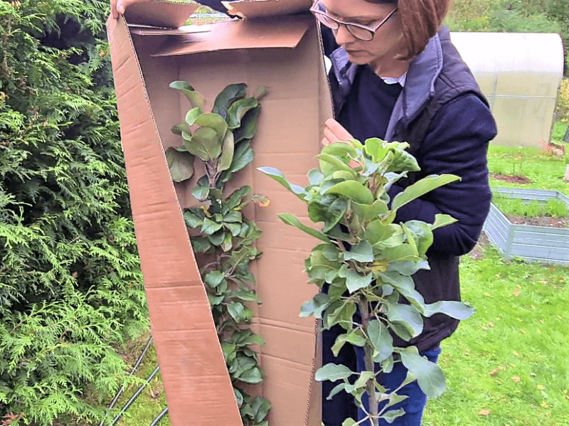 The fruit trees from the tadoukis.lt nursery arrive neatly and safely packaged in cardboard boxes. photo L. Lubertaitė