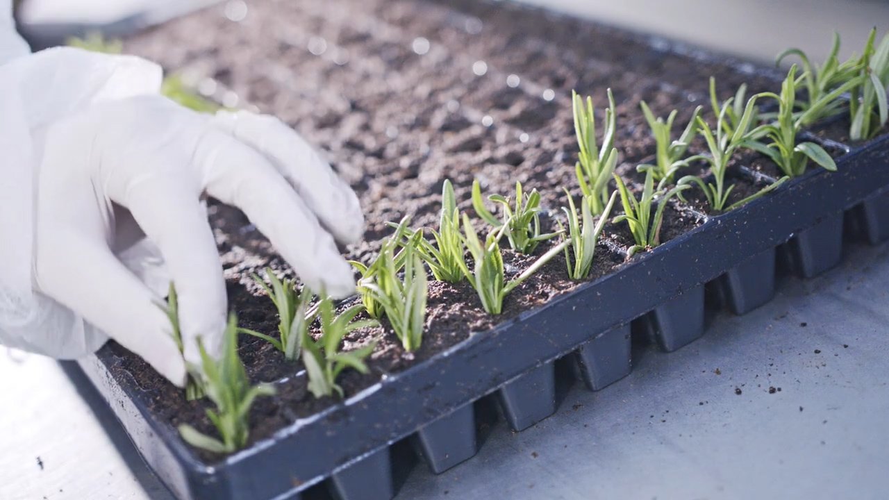 Seedlings being planted