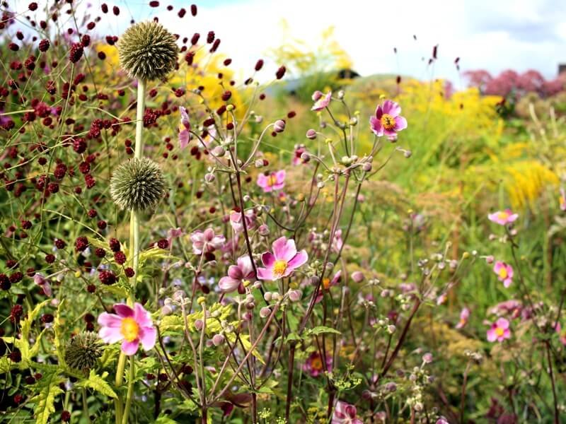 To create a beautiful landscape in a small plot, use more plants, just choose the right ones. author of the photo L. Lubertaitė