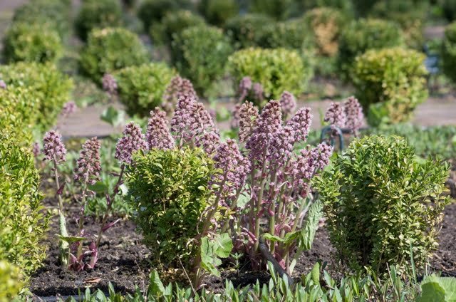 This is what the broadleaf spoonbill (Petasites hybridus) looks like from a little further away: a non-standard specimen