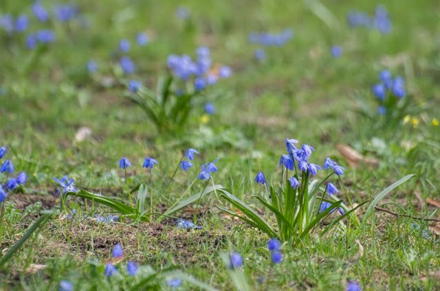There is a splendid spring carpet in Scylla's meadow.