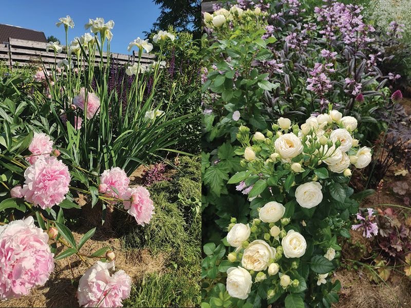 Harmonious plant compositions became a manageable task after taking the course. photo Egidija Barauskienė