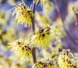 The witch hazel, the winter fire  | HAMAMELIS