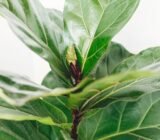 What exposure to give to Ficus lyrata | How to Grow the Stunning Ficus Lyrata