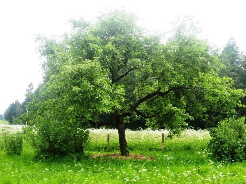 Do you want the old soil to turn into a beautiful meadow on the farm?