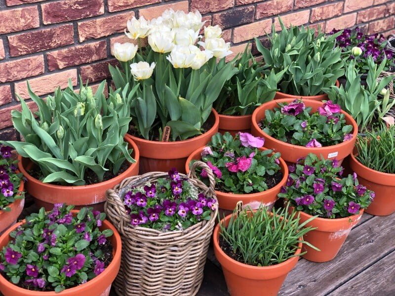 Tulips in a vase decorated Daina's terrace in spring 2021. photo Song Mackone