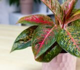 How to Care for an Aglaonema | The Sill