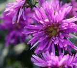 Aster, care and cultivation of septembrines, autumn perennials